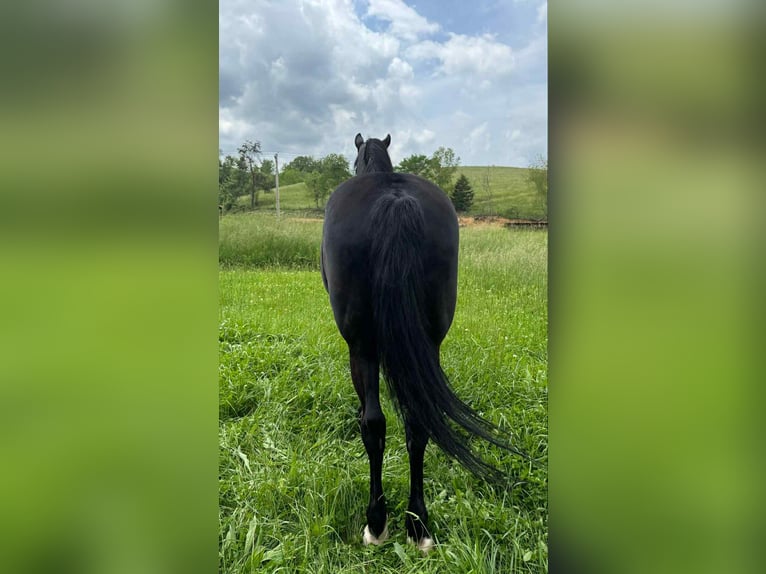 Kentucky Mountain Saddle Horse Caballo castrado 12 años 155 cm Negro in Moscow OH