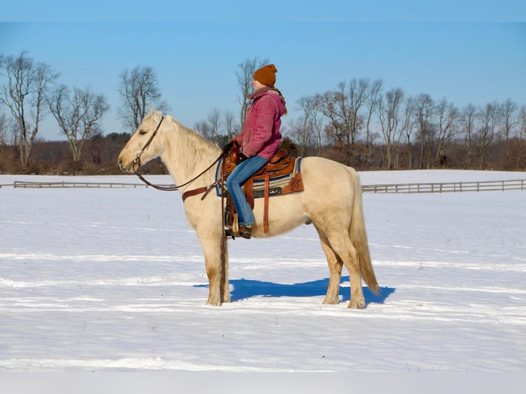 Kentucky Mountain Saddle Horse Caballo castrado 12 años 155 cm Palomino in Highland MI