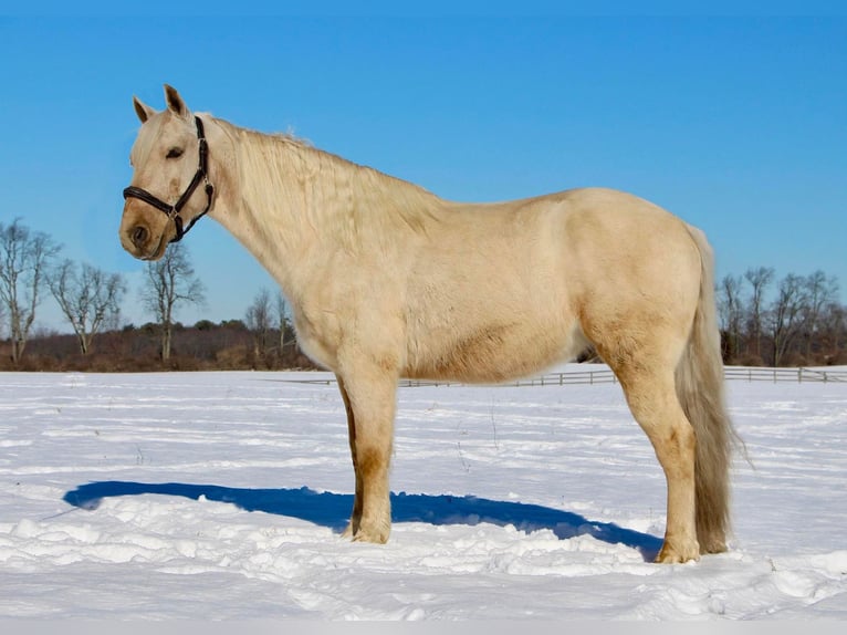 Kentucky Mountain Saddle Horse Caballo castrado 12 años 155 cm Palomino in Highland MI