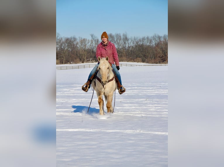 Kentucky Mountain Saddle Horse Caballo castrado 12 años 155 cm Palomino in Highland MI