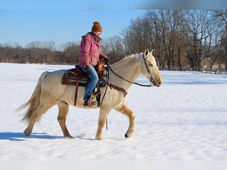 Kentucky Mountain Saddle Horse Caballo castrado 12 años 155 cm Palomino in Highland MI