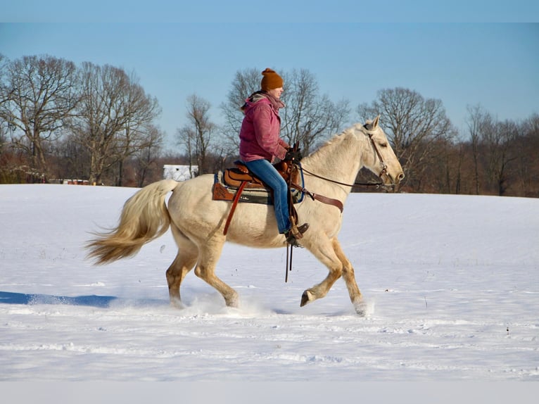 Kentucky Mountain Saddle Horse Caballo castrado 12 años 155 cm Palomino in Highland MI