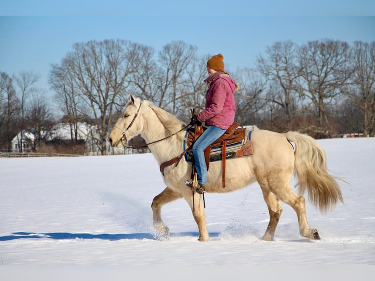 Kentucky Mountain Saddle Horse Caballo castrado 12 años 155 cm Palomino in Highland MI