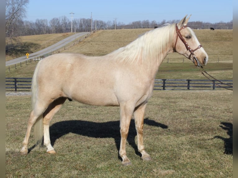 Kentucky Mountain Saddle Horse Caballo castrado 12 años 157 cm Palomino in Whitley City Ky
