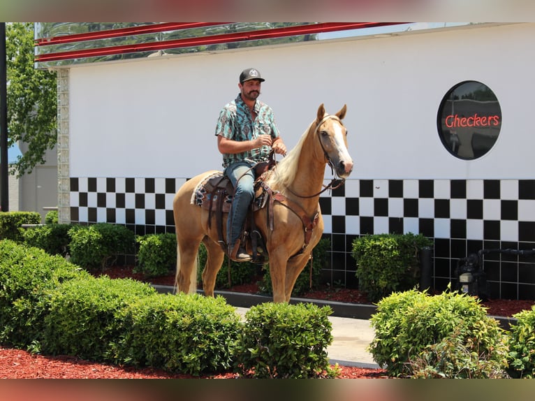 Kentucky Mountain Saddle Horse Caballo castrado 12 años 157 cm Palomino in Cleveland, TN