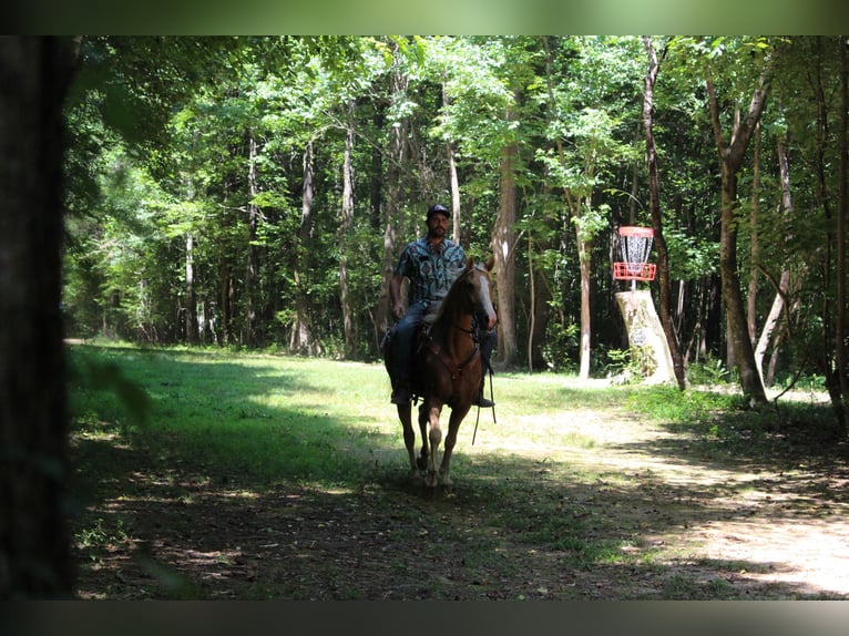 Kentucky Mountain Saddle Horse Caballo castrado 12 años 157 cm Palomino in Cleveland, TN