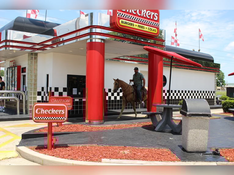 Kentucky Mountain Saddle Horse Caballo castrado 12 años 157 cm Palomino in Cleveland, TN