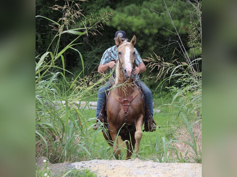 Kentucky Mountain Saddle Horse Caballo castrado 12 años 157 cm Palomino in Cleveland, TN