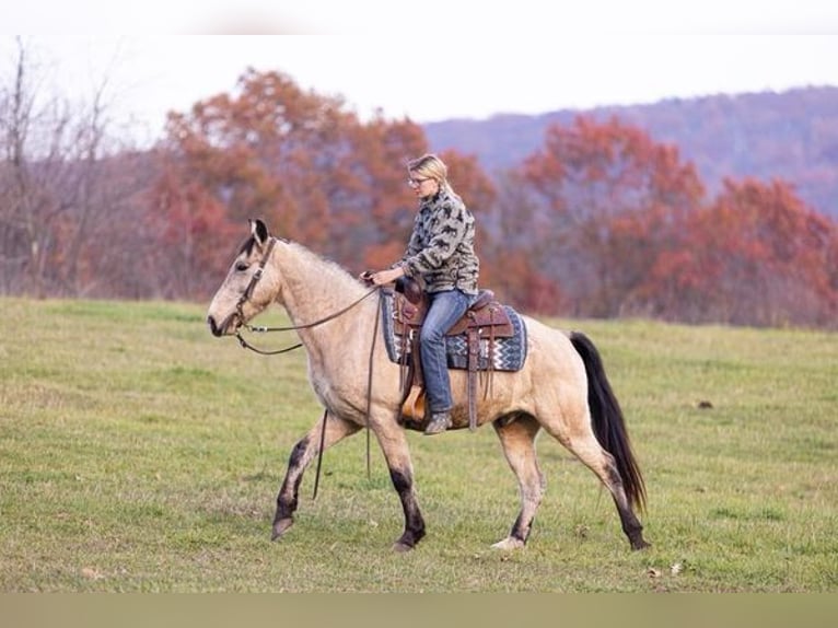Kentucky Mountain Saddle Horse Caballo castrado 12 años Buckskin/Bayo in Everett, PA