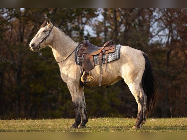 Kentucky Mountain Saddle Horse Caballo castrado 12 años Buckskin/Bayo in Everett, PA