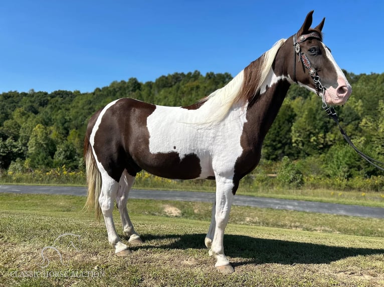 Kentucky Mountain Saddle Horse Caballo castrado 13 años 152 cm Tobiano-todas las-capas in Whitley City, KY