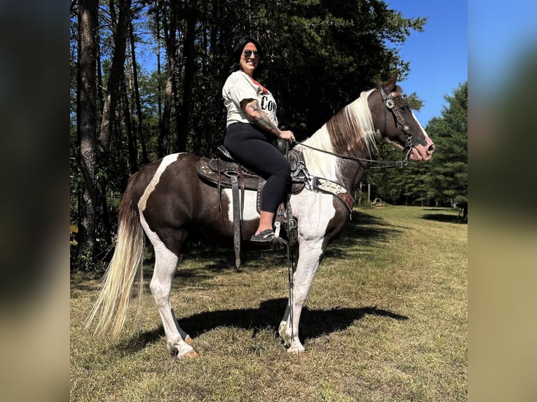 Kentucky Mountain Saddle Horse Caballo castrado 13 años 152 cm Tobiano-todas las-capas in Whitley City, KY