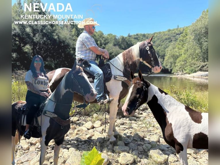 Kentucky Mountain Saddle Horse Caballo castrado 13 años 152 cm Tobiano-todas las-capas in Whitley City, KY