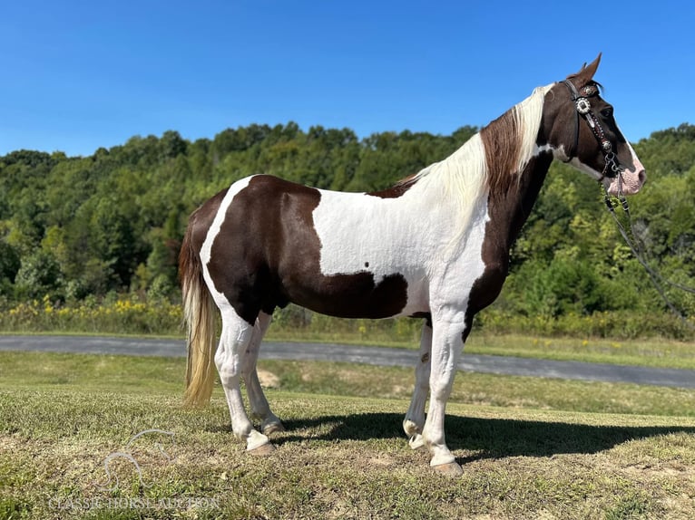 Kentucky Mountain Saddle Horse Caballo castrado 13 años 152 cm Tobiano-todas las-capas in Whitley City, KY