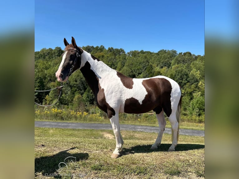 Kentucky Mountain Saddle Horse Caballo castrado 13 años 152 cm Tobiano-todas las-capas in Whitley City, KY