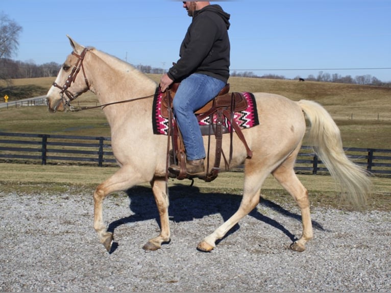 Kentucky Mountain Saddle Horse Caballo castrado 13 años 157 cm Palomino in Whitley City Ky