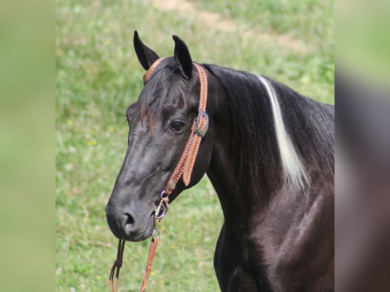 Kentucky Mountain Saddle Horse Caballo castrado 13 años 157 cm Tobiano-todas las-capas in Whitley City KY
