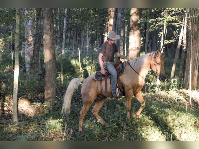 Kentucky Mountain Saddle Horse Caballo castrado 14 años Palomino in Needmore