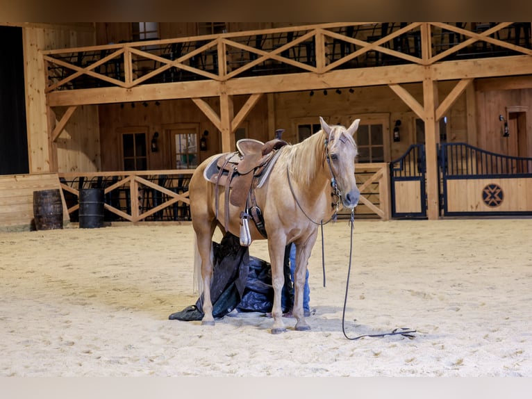 Kentucky Mountain Saddle Horse Caballo castrado 14 años Palomino in Needmore
