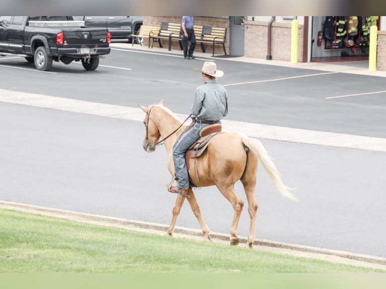Kentucky Mountain Saddle Horse Caballo castrado 14 años Palomino in Needmore