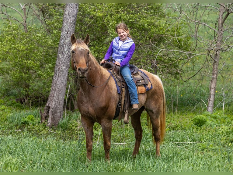 Kentucky Mountain Saddle Horse Caballo castrado 15 años 160 cm Castaño in Ewing KY