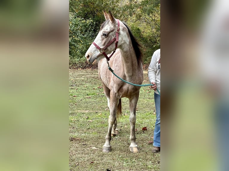 Kentucky Mountain Saddle Horse Caballo castrado 15 años Castaño-ruano in Salt Lick Ky