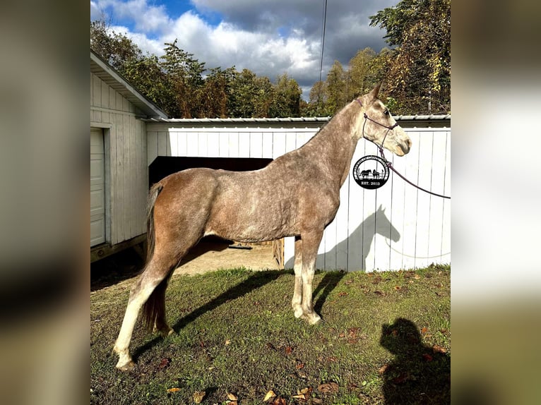 Kentucky Mountain Saddle Horse Caballo castrado 15 años Castaño-ruano in Salt Lick Ky