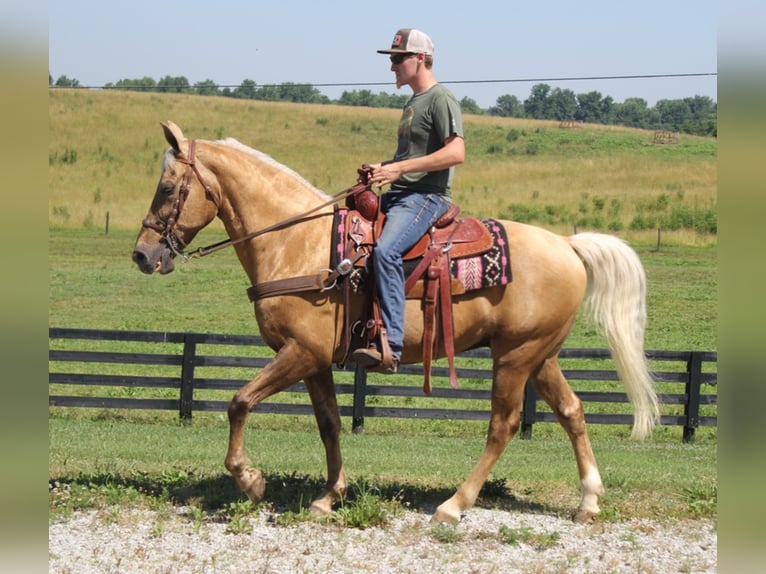 Kentucky Mountain Saddle Horse Caballo castrado 17 años Palomino in Mount Vernon Ky