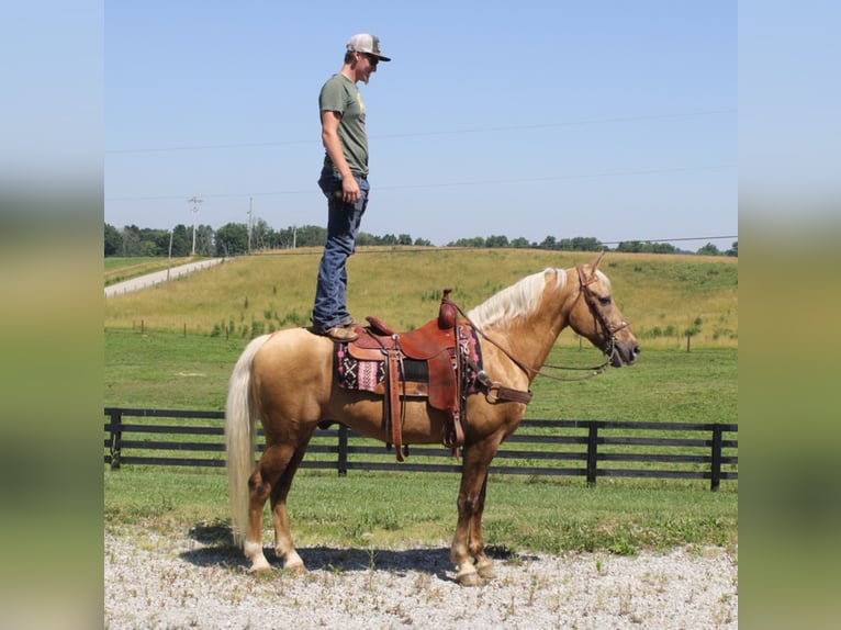 Kentucky Mountain Saddle Horse Caballo castrado 17 años Palomino in Mount Vernon Ky