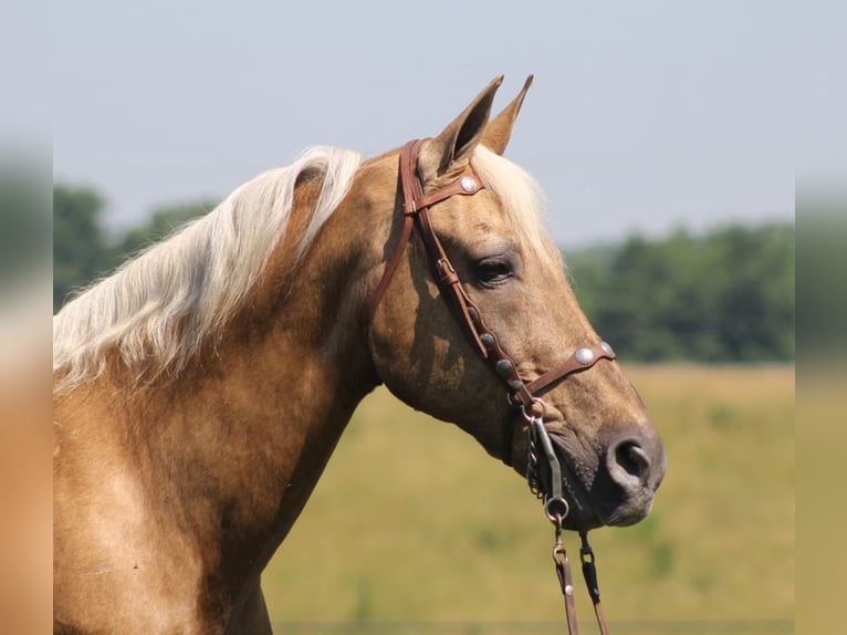 Kentucky Mountain Saddle Horse Caballo castrado 17 años Palomino in Mount Vernon Ky