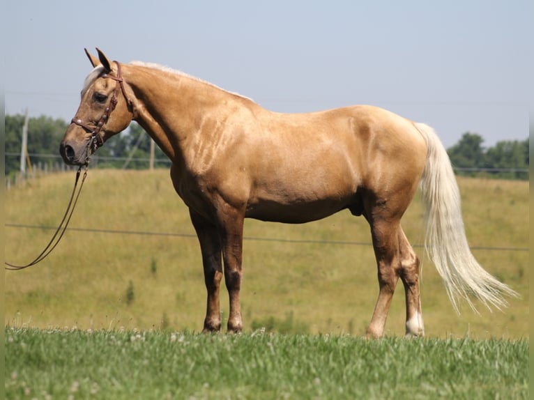 Kentucky Mountain Saddle Horse Caballo castrado 17 años Palomino in Mount Vernon Ky