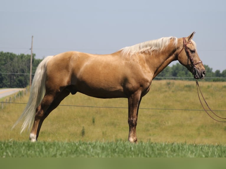 Kentucky Mountain Saddle Horse Caballo castrado 17 años Palomino in Mount Vernon Ky