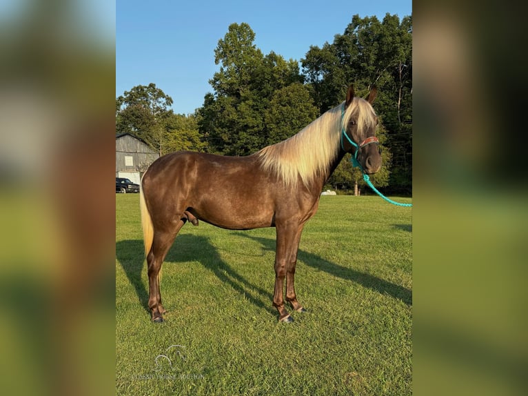 Kentucky Mountain Saddle Horse Caballo castrado 2 años 152 cm Castaño in Tyner, KY