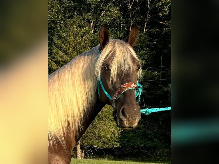 Kentucky Mountain Saddle Horse Caballo castrado 2 años 152 cm Castaño in Tyner, KY