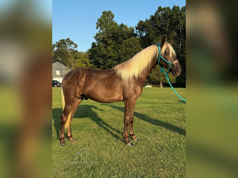 Kentucky Mountain Saddle Horse Caballo castrado 2 años 152 cm Castaño in Tyner, KY