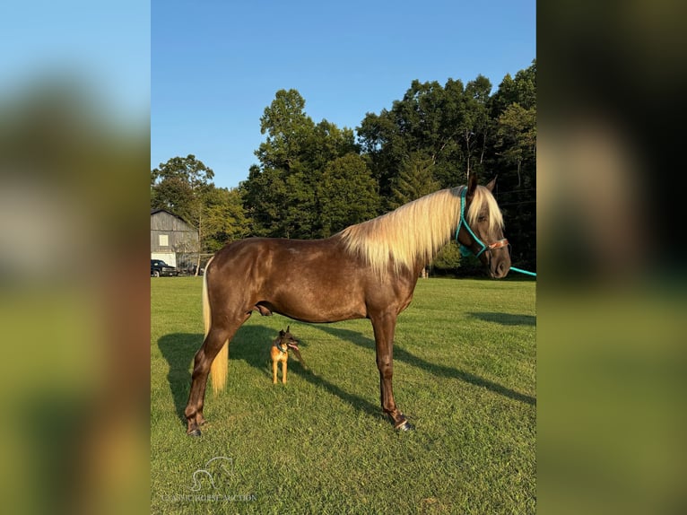 Kentucky Mountain Saddle Horse Caballo castrado 2 años 152 cm Castaño in Tyner, KY