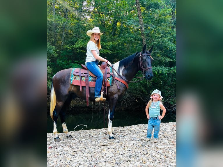 Kentucky Mountain Saddle Horse Caballo castrado 2 años 152 cm Tobiano-todas las-capas in Breeding, KY