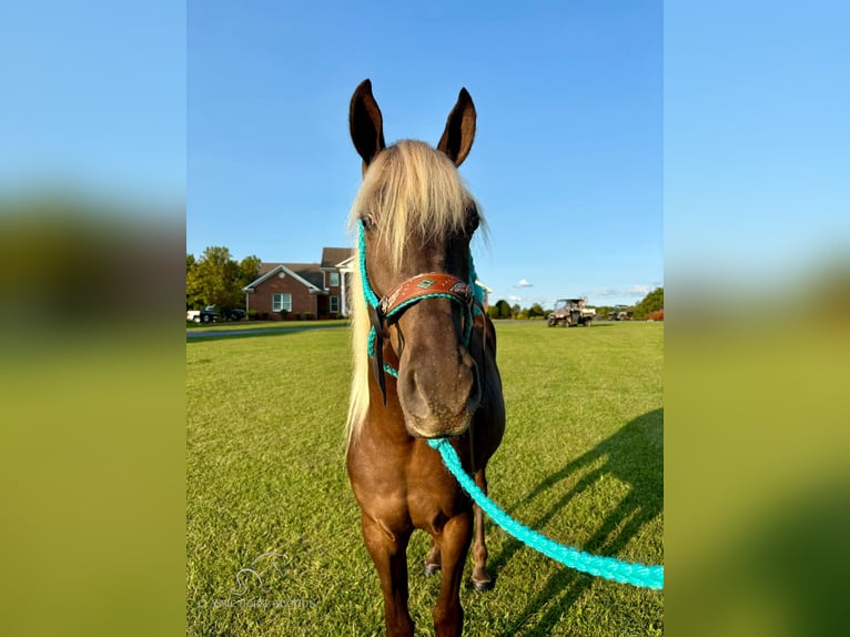 Kentucky Mountain Saddle Horse Caballo castrado 3 años 152 cm Castaño in Tyner, KY