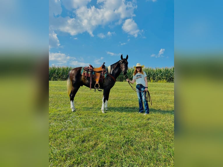 Kentucky Mountain Saddle Horse Caballo castrado 3 años 152 cm Tobiano-todas las-capas in Breeding, KY