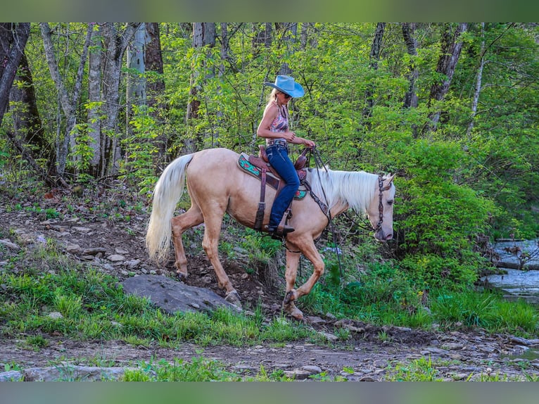Kentucky Mountain Saddle Horse Caballo castrado 4 años 150 cm Palomino in Flemingsburg KY