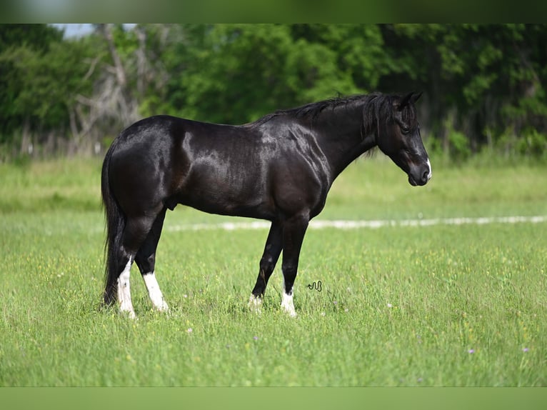 Kentucky Mountain Saddle Horse Caballo castrado 5 años 147 cm Negro in Carrollton