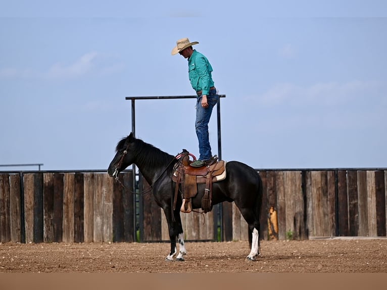 Kentucky Mountain Saddle Horse Caballo castrado 5 años 147 cm Negro in Carrollton