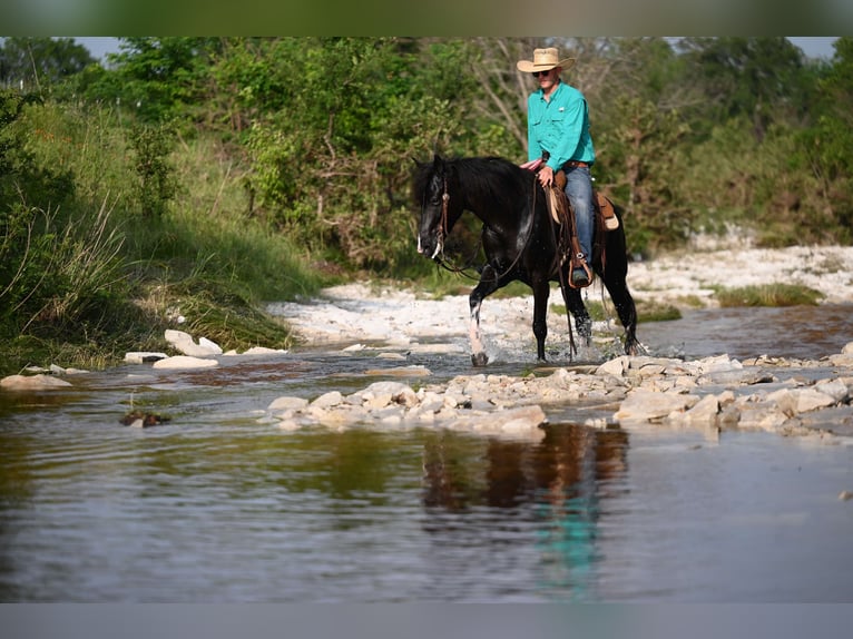 Kentucky Mountain Saddle Horse Caballo castrado 5 años 147 cm Negro in Carrollton