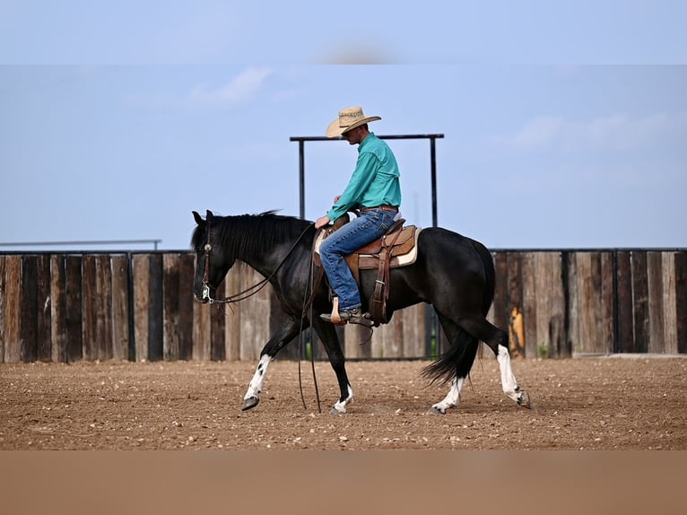 Kentucky Mountain Saddle Horse Caballo castrado 5 años 147 cm Negro in Carrollton