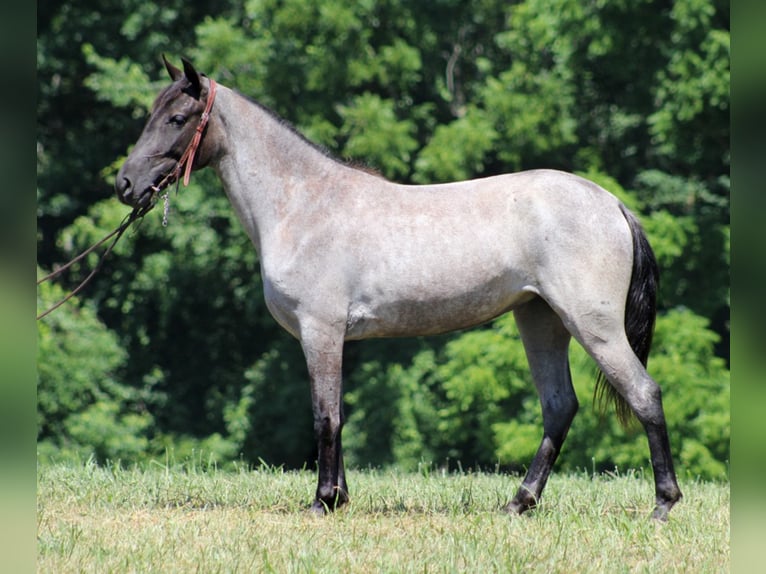 Kentucky Mountain Saddle Horse Caballo castrado 5 años 147 cm Ruano azulado in Whitley City KY