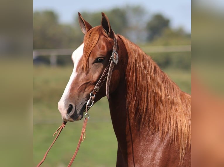 Kentucky Mountain Saddle Horse Caballo castrado 5 años 150 cm Alazán-tostado in Pakers Lake KY