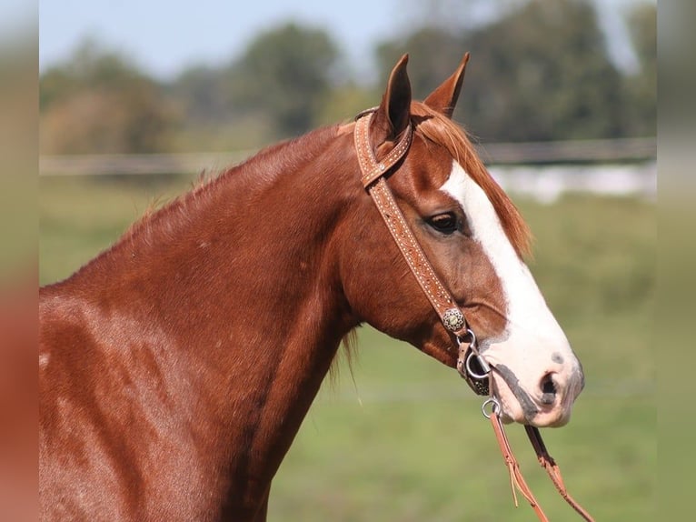 Kentucky Mountain Saddle Horse Caballo castrado 5 años 150 cm Alazán-tostado in Pakers Lake KY