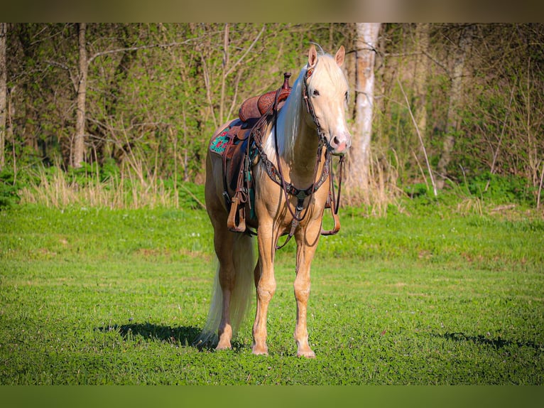 Kentucky Mountain Saddle Horse Caballo castrado 5 años 150 cm Palomino in Flemingsburg KY