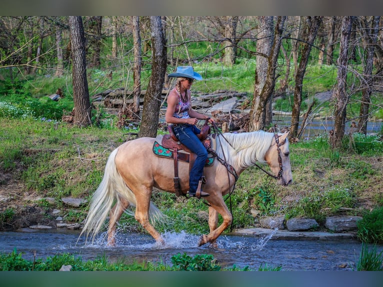 Kentucky Mountain Saddle Horse Caballo castrado 5 años 150 cm Palomino in Flemingsburg KY