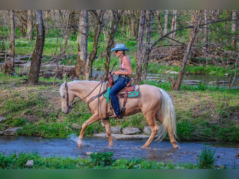 Kentucky Mountain Saddle Horse Caballo castrado 5 años 150 cm Palomino in Flemingsburg KY